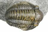 Flying Hollardops Trilobite With Gerastos - Multi-Toned Shell #384186-4